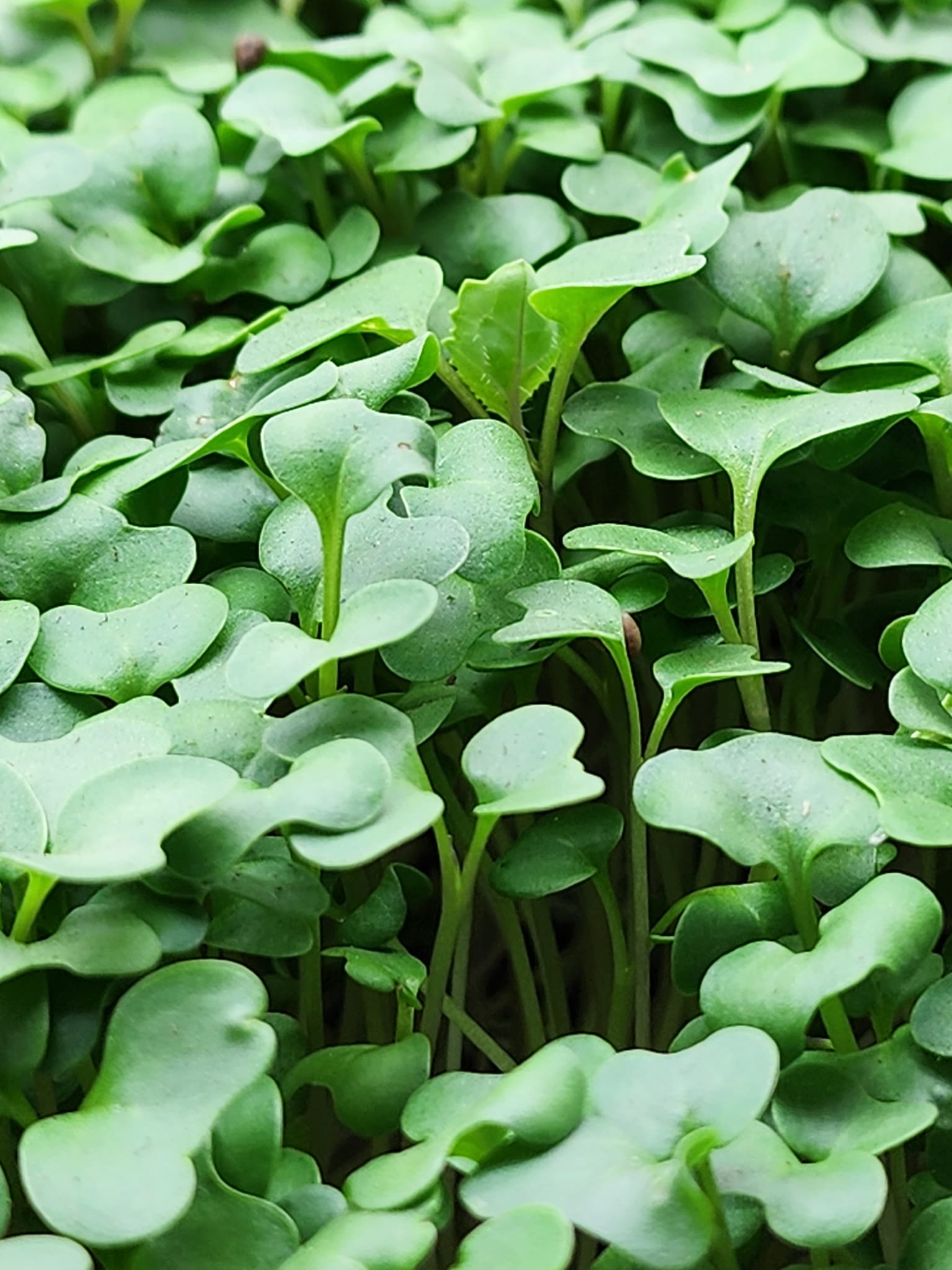 Green Kale