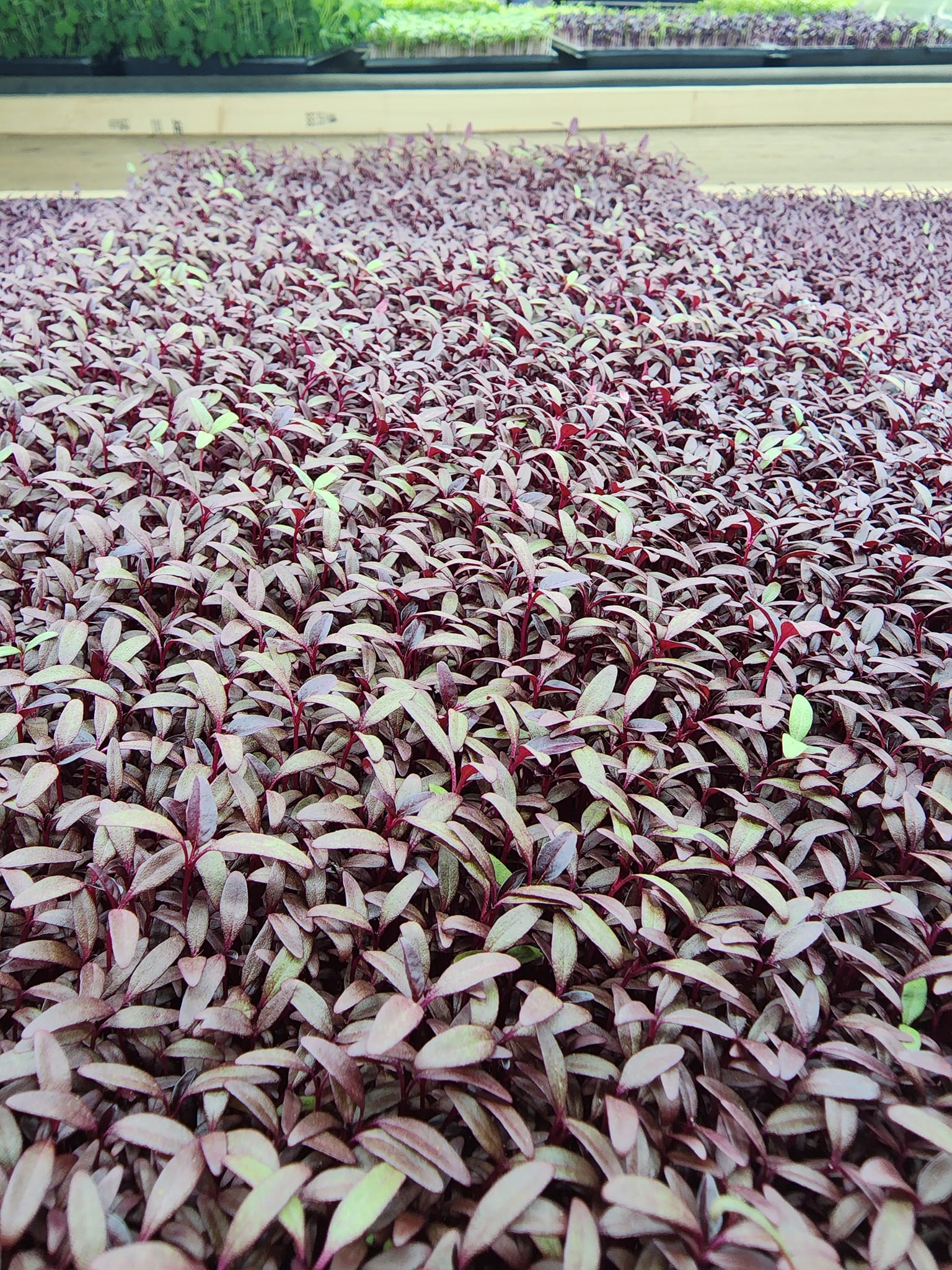 Red Amaranth