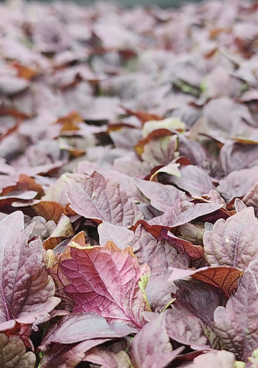 Red Shiso