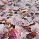 Red Shiso